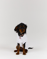 DOG HOODIE - SNOW GREY